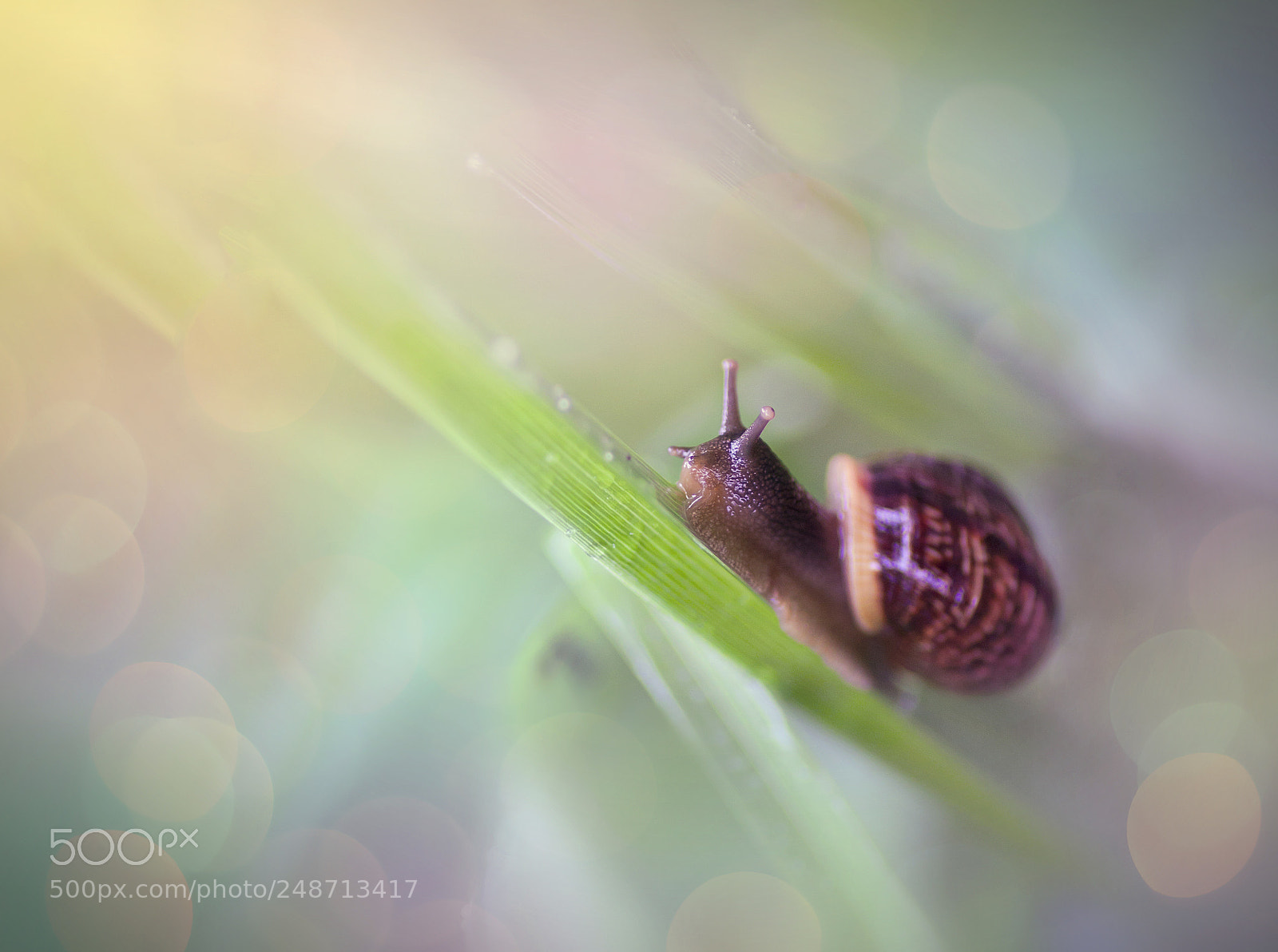 Canon EOS 50D sample photo. A  snail photography