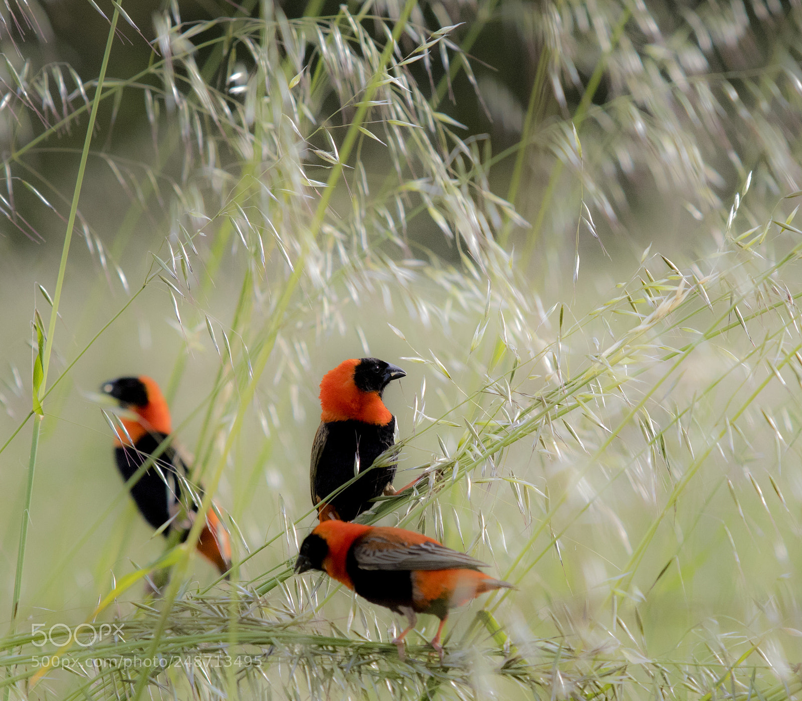 Canon EOS 7D Mark II sample photo. Trio of bishops photography