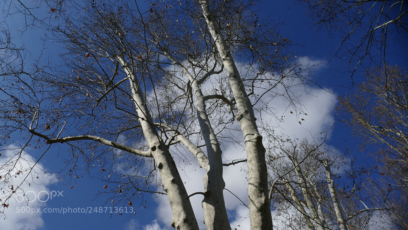 Panasonic Lumix DMC-FZ1000 sample photo. Reaching the sky photography