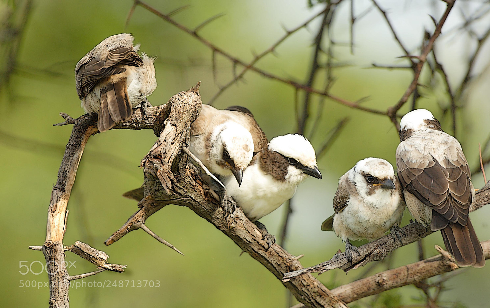 Canon EOS 20D sample photo. Shrikes photography