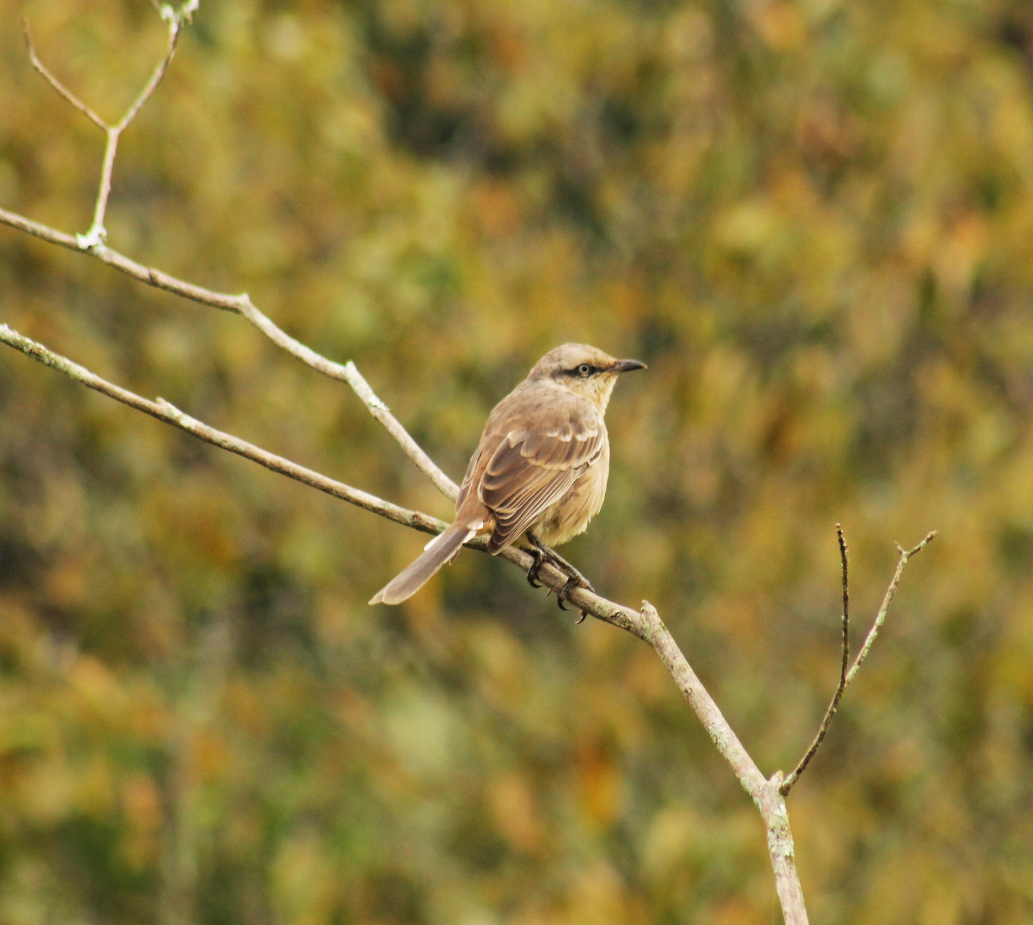 Canon EF 75-300mm f/4-5.6 USM sample photo. Chalk-browed mockingbird photography