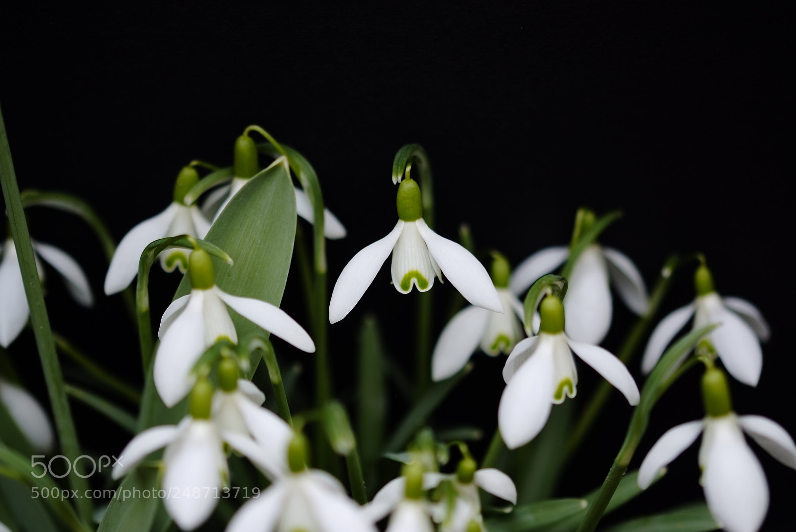 Fujifilm FinePix S5 Pro sample photo. Snowdrop photography