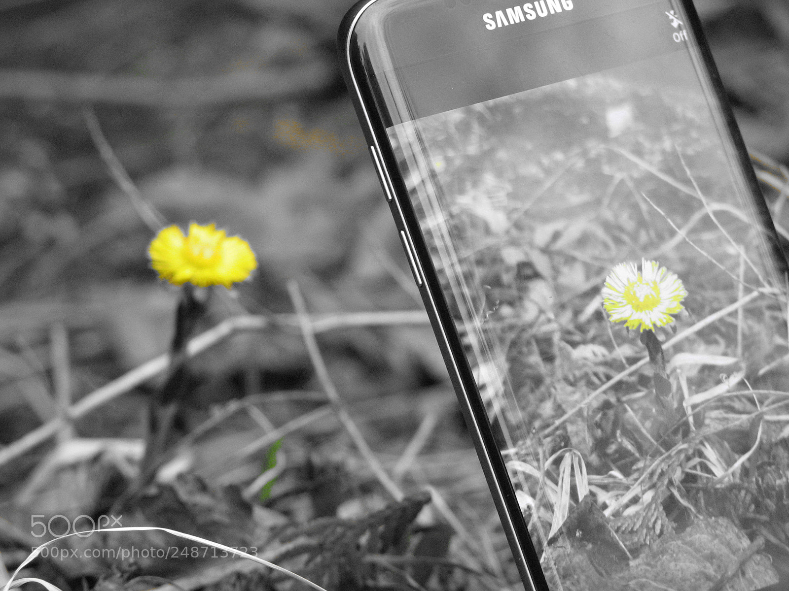 Canon POWERSHOT S3 IS sample photo. Flower through a phone photography