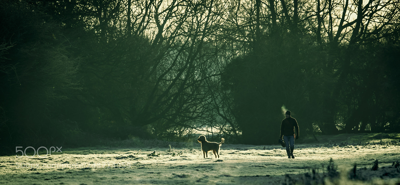 Canon EOS-1D X Mark II sample photo. Frosty walk photography