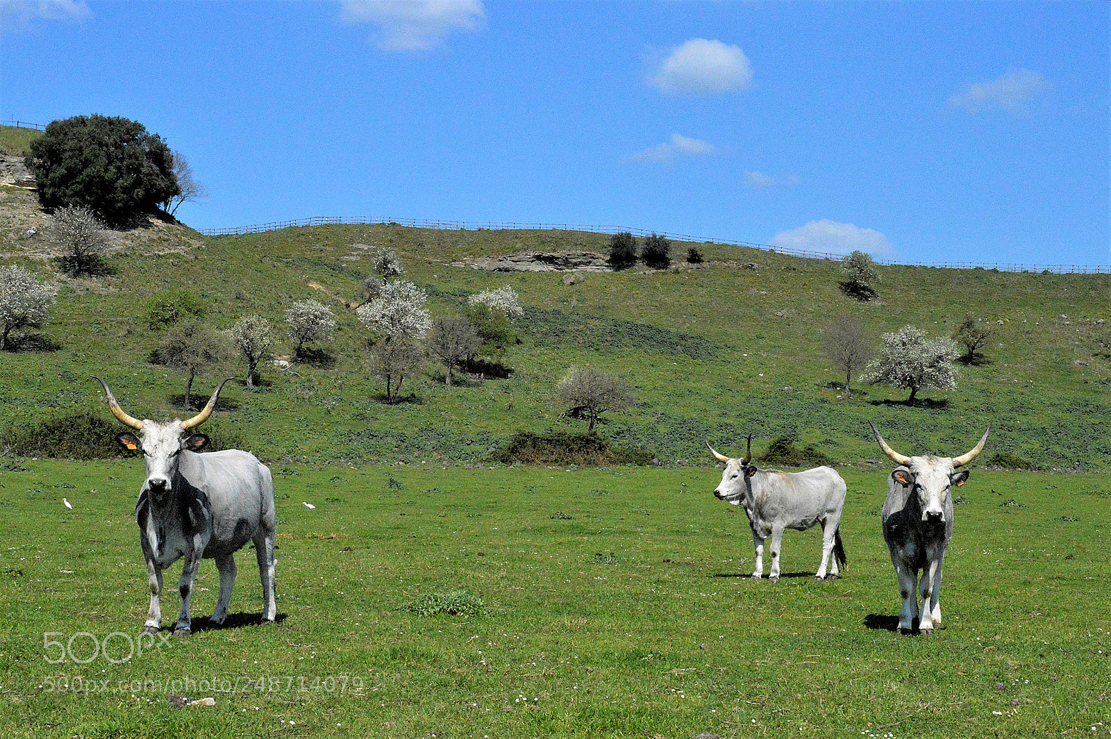 Nikon D3200 sample photo. Grazing cows photography