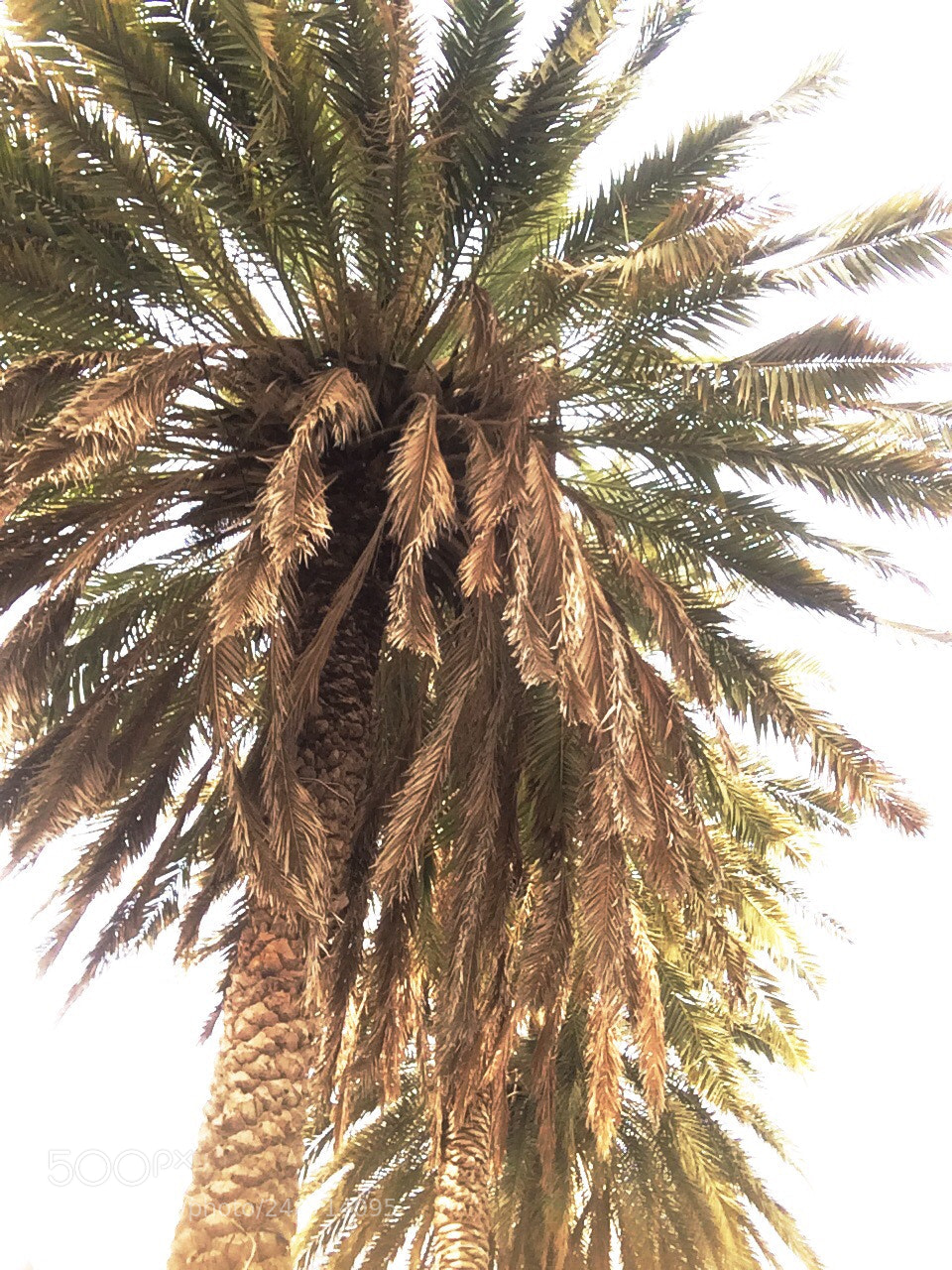 Apple iPhone 5s sample photo. Sous les cocotiers ? photography