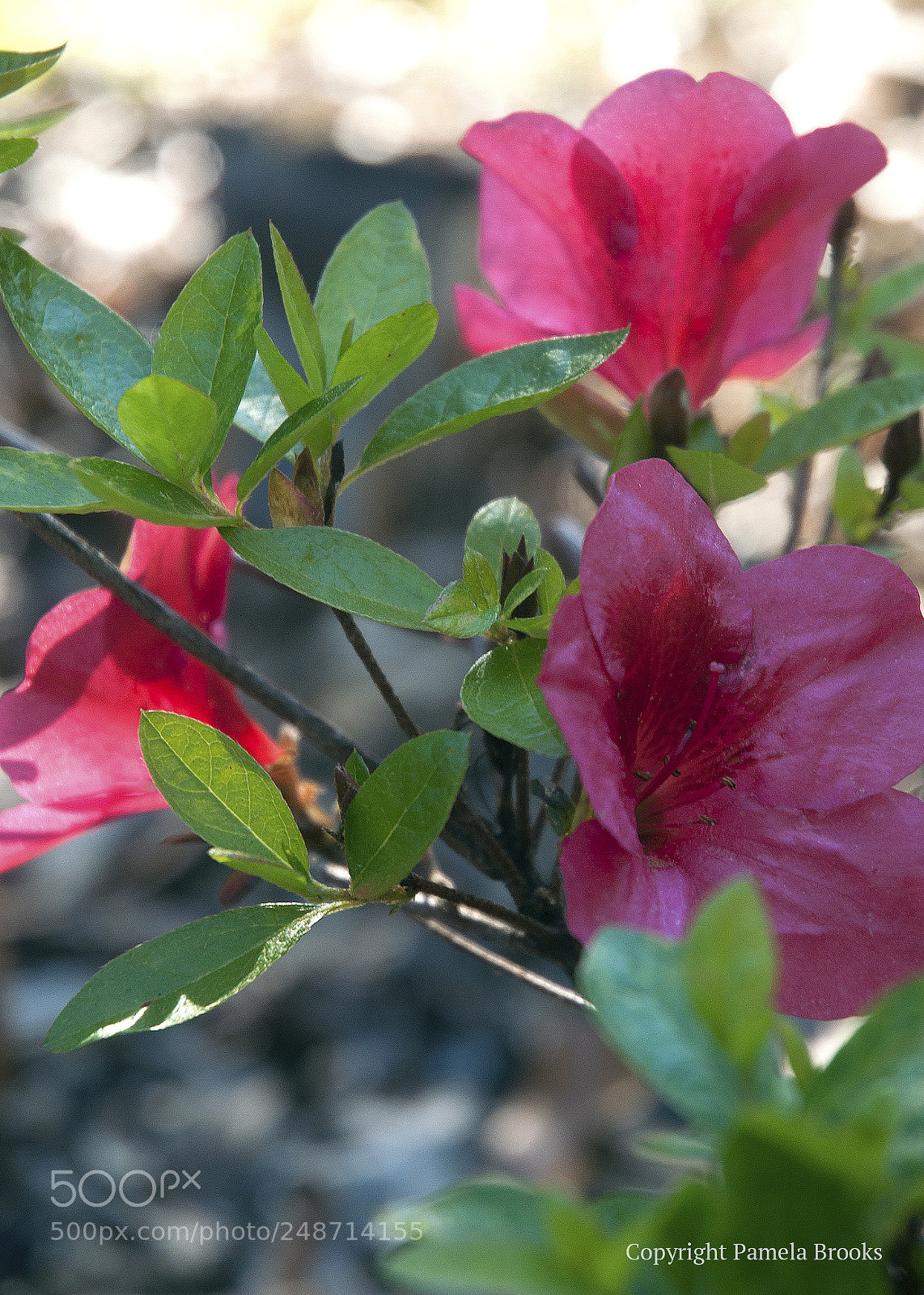 Nikon D90 sample photo. Pink azaleas photography