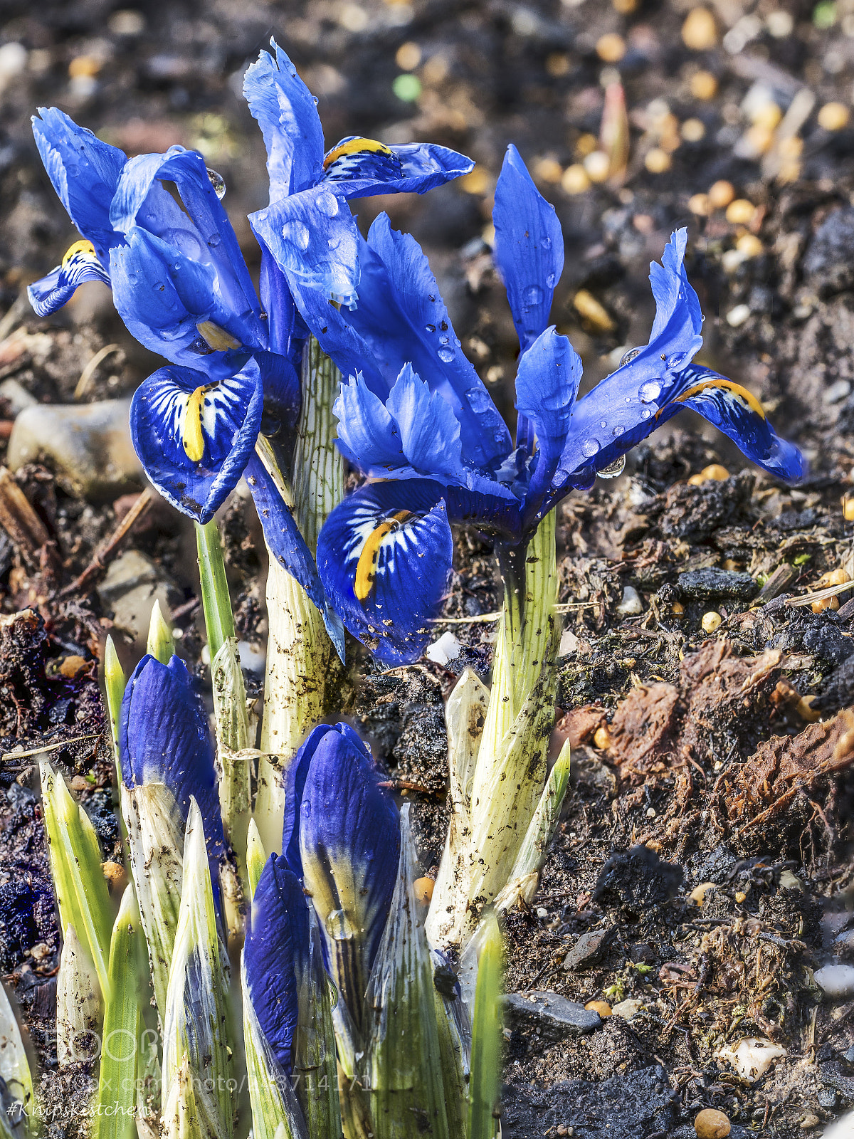 Sony a7R III sample photo. Spring photography