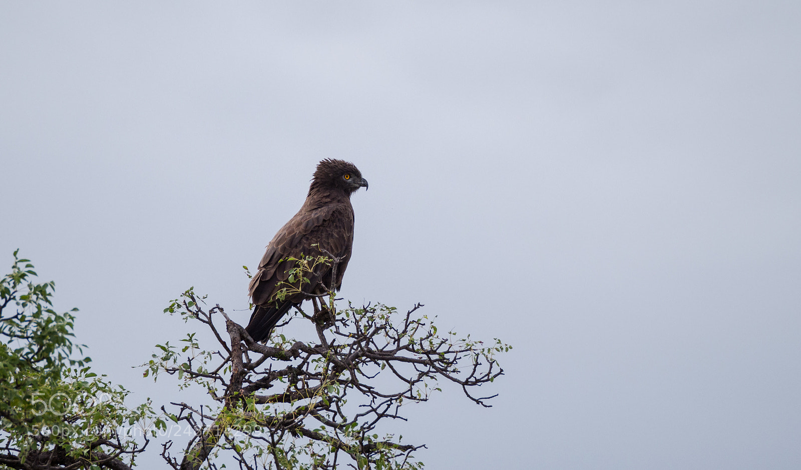 Olympus OM-D E-M10 II sample photo. On alert photography