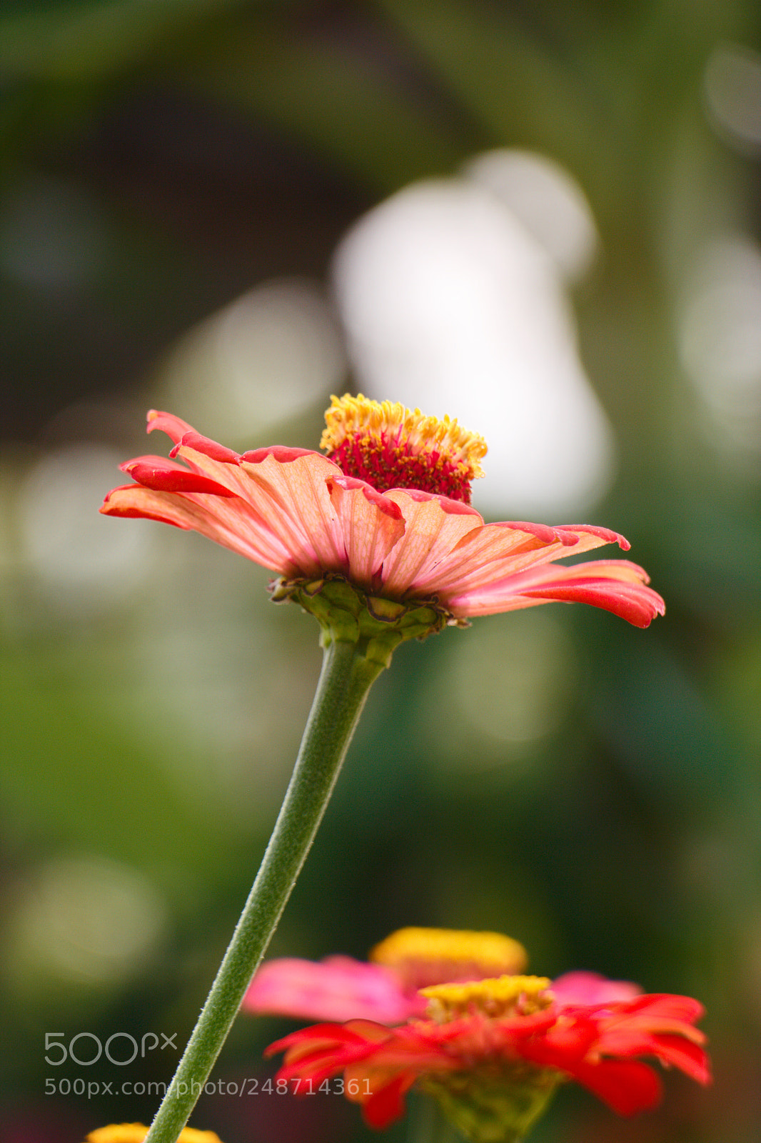 Canon EOS 60D sample photo. Beautiful flower photography