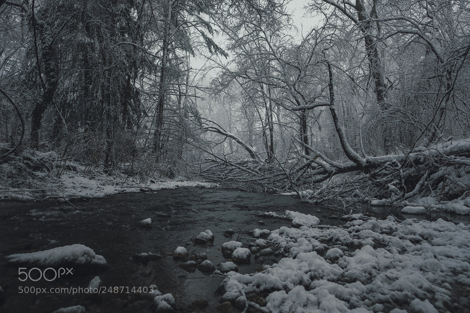 Fujifilm X-Pro2 sample photo. Downed tree photography
