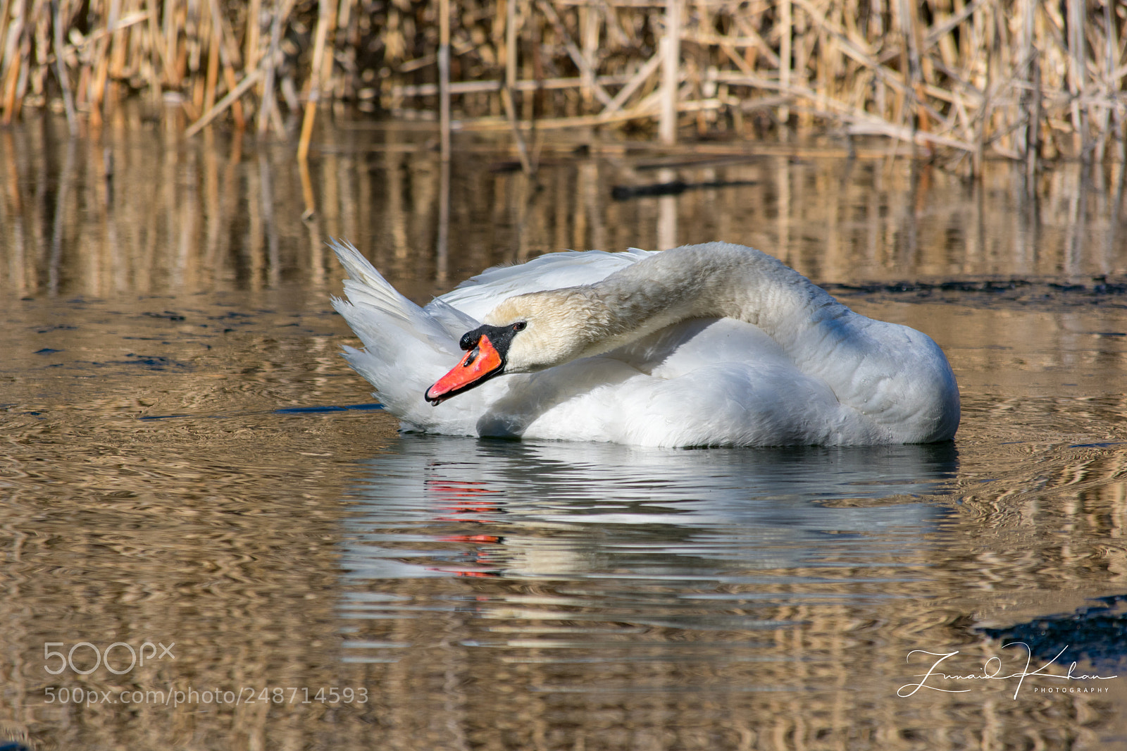 Nikon D3400 sample photo. Swan photography