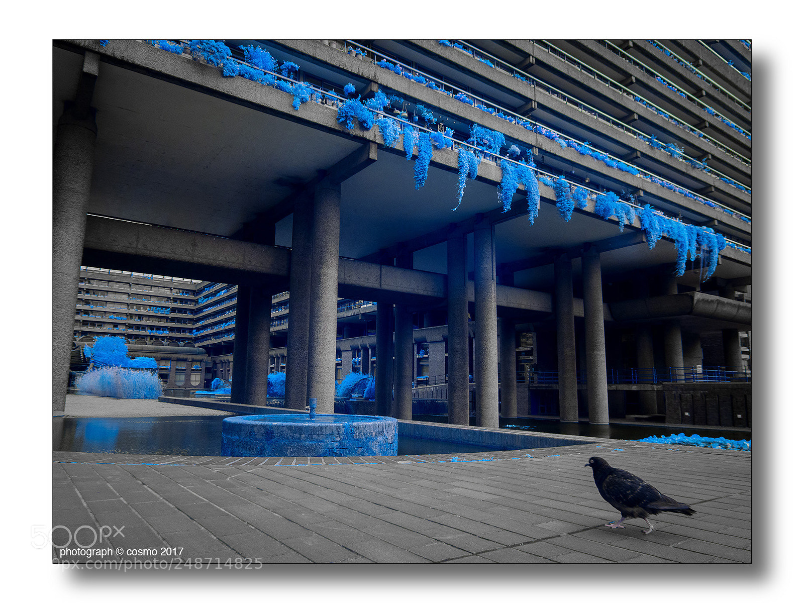 Panasonic Lumix DMC-GX8 sample photo. They call me pigeon photography