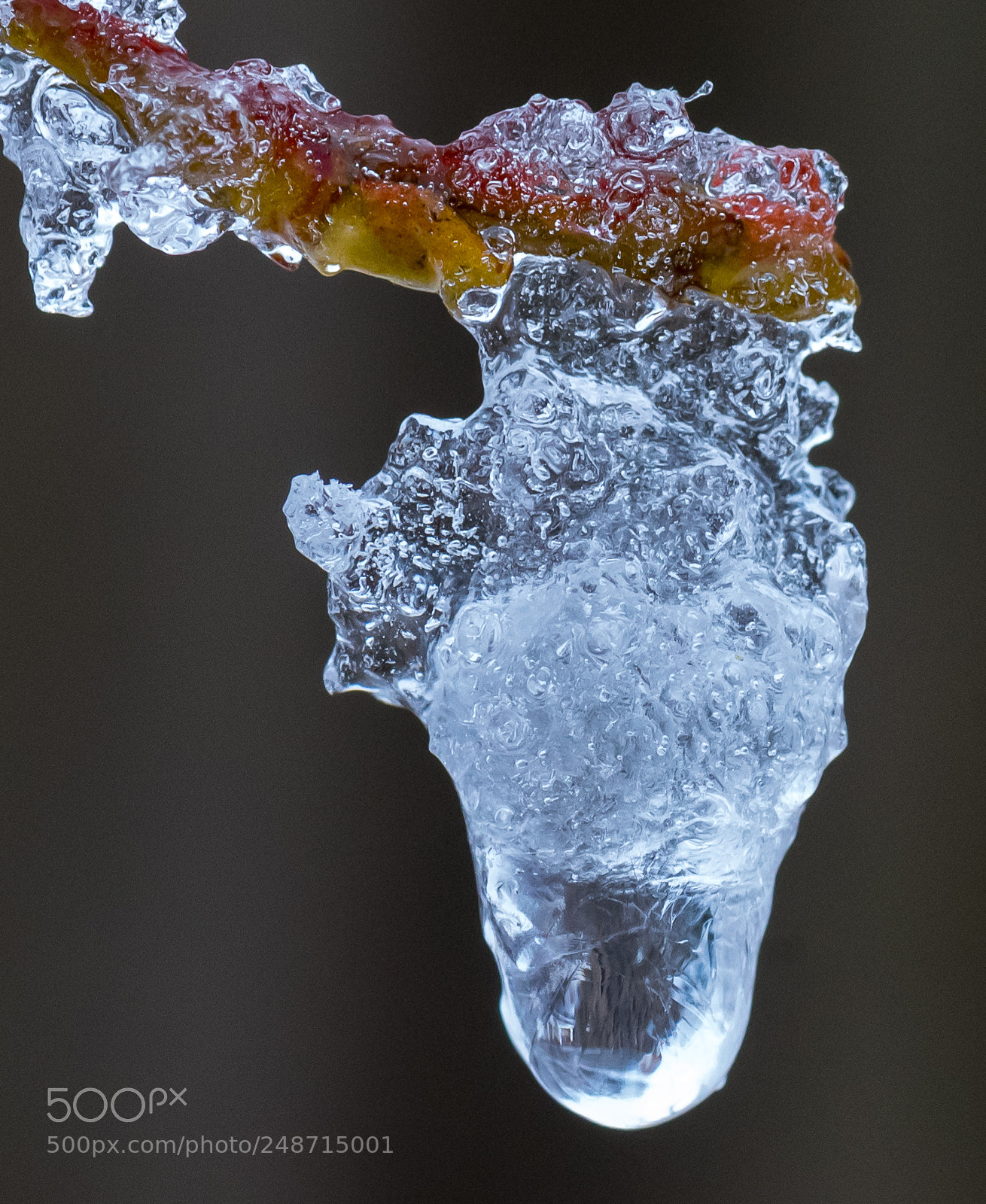 Nikon D810 sample photo. Frost photography