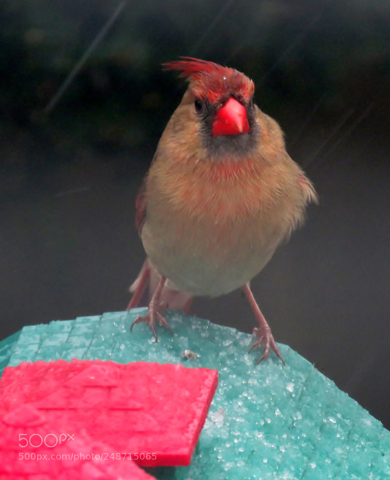 Canon PowerShot SX60 HS sample photo. Female cardinal photography