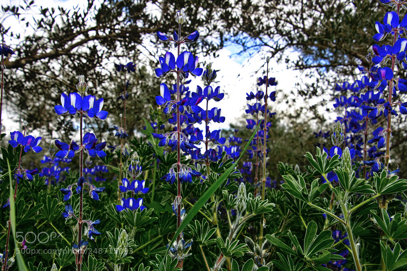 Nikon D7200 sample photo. A forest of lupinus photography