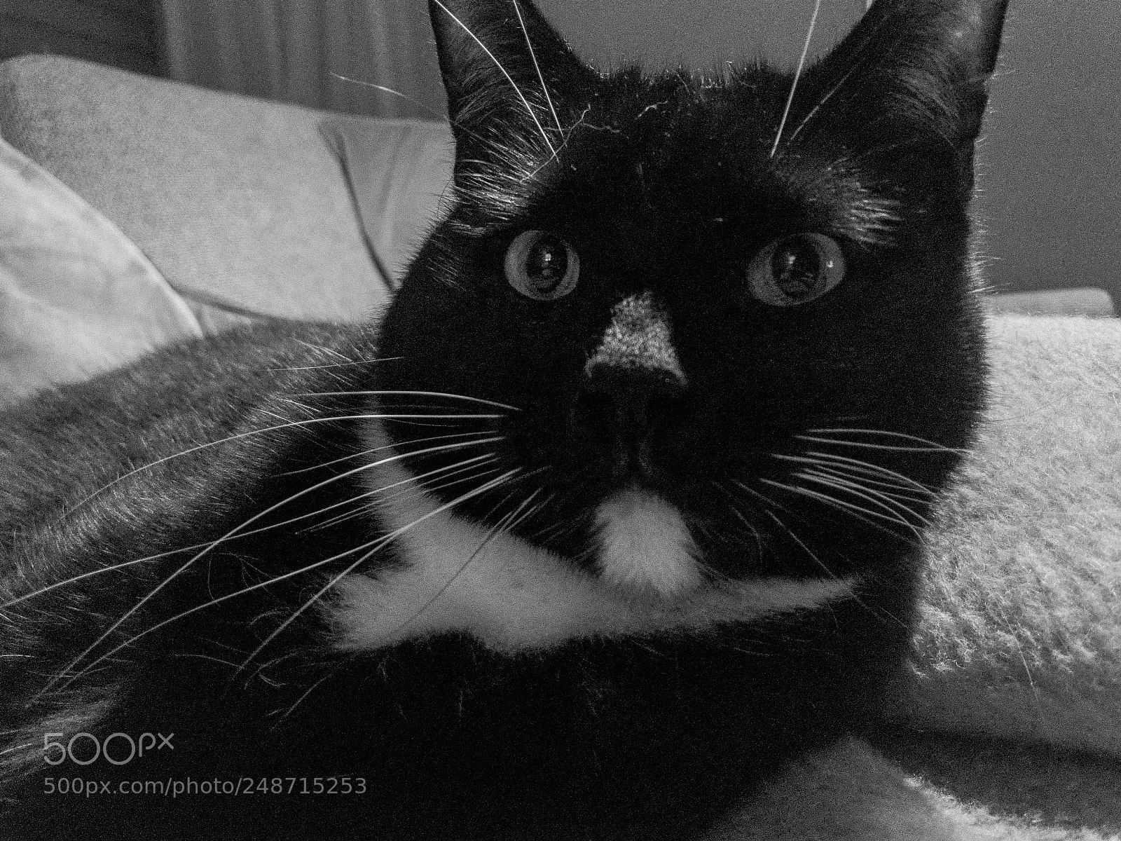 Apple iPhone 7 sample photo. Cleo photography