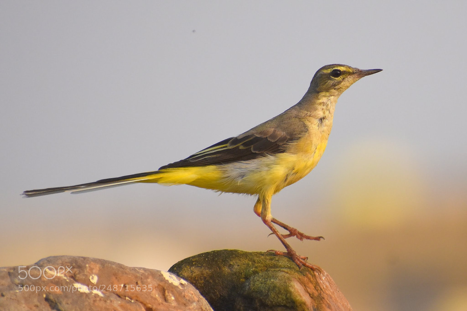 Nikon D7200 sample photo. Yellow wagtail photography