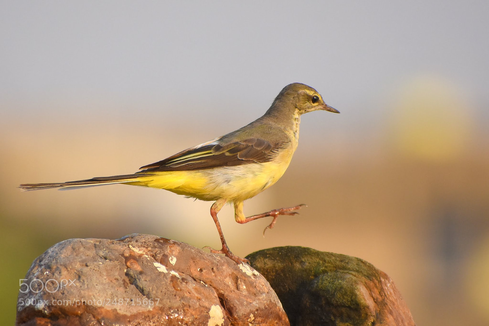 Nikon D7200 sample photo. Yellow wagtail photography