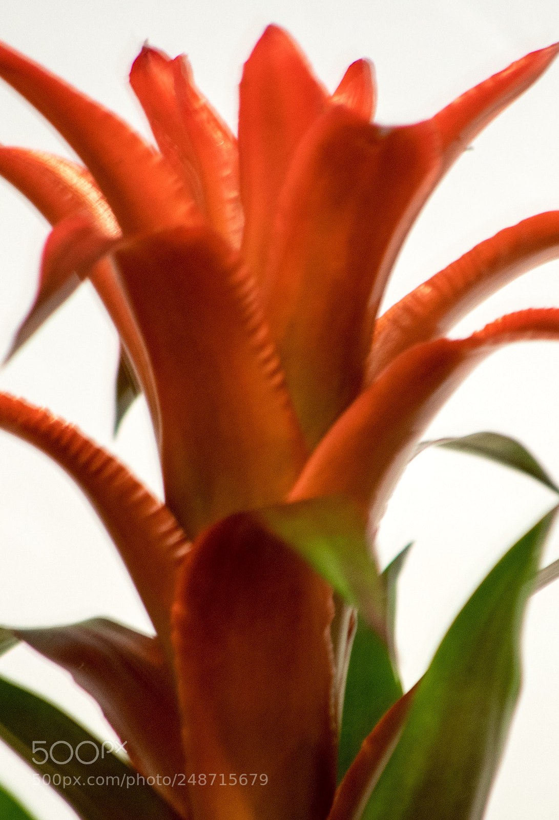 Nikon D3400 sample photo. Flower power photography