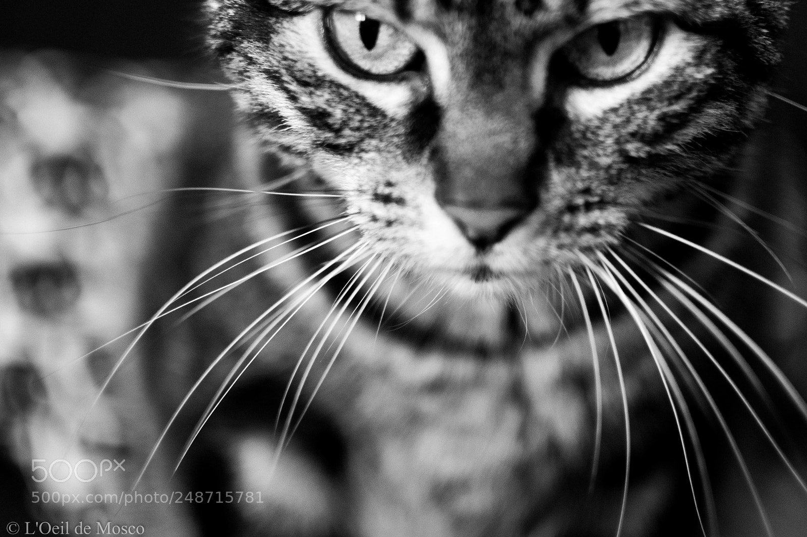 Nikon D7100 sample photo. Les plus belles moustaches photography
