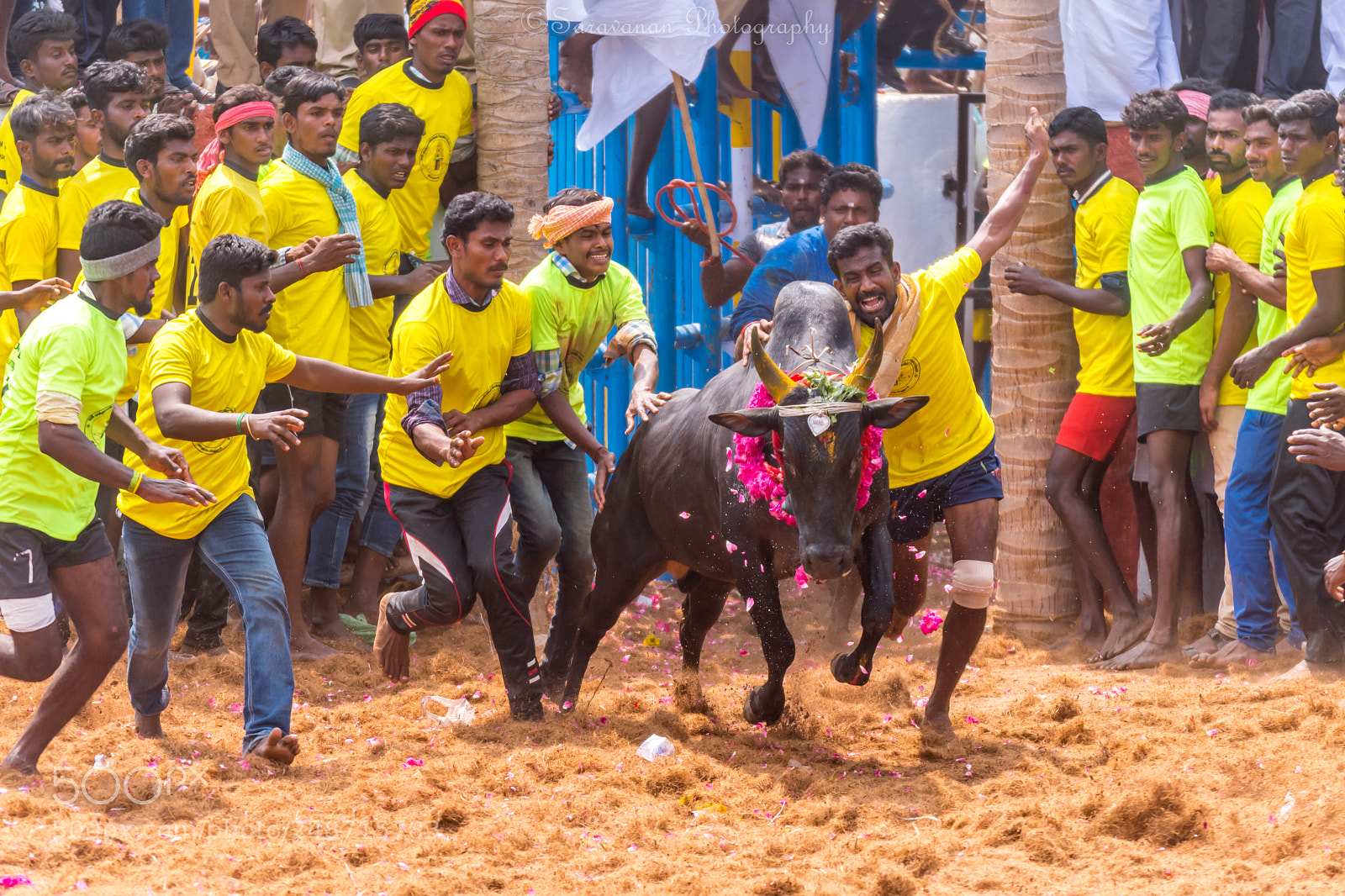 Nikon D500 sample photo. Jallikattu photography