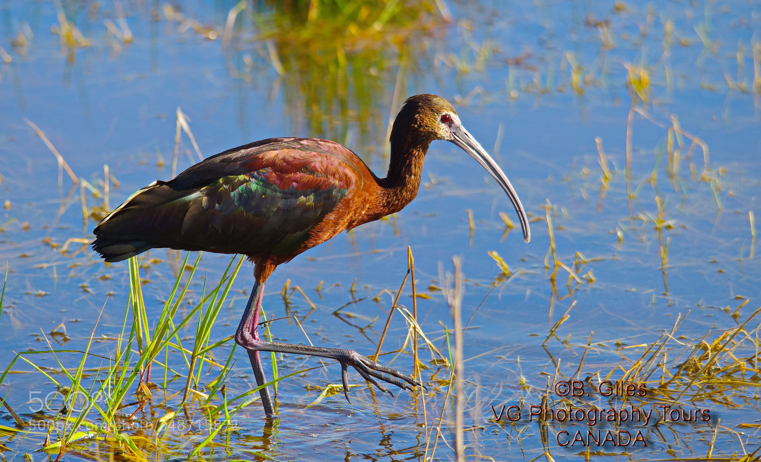 Pentax K-5 IIs sample photo. White-faced ibis photography