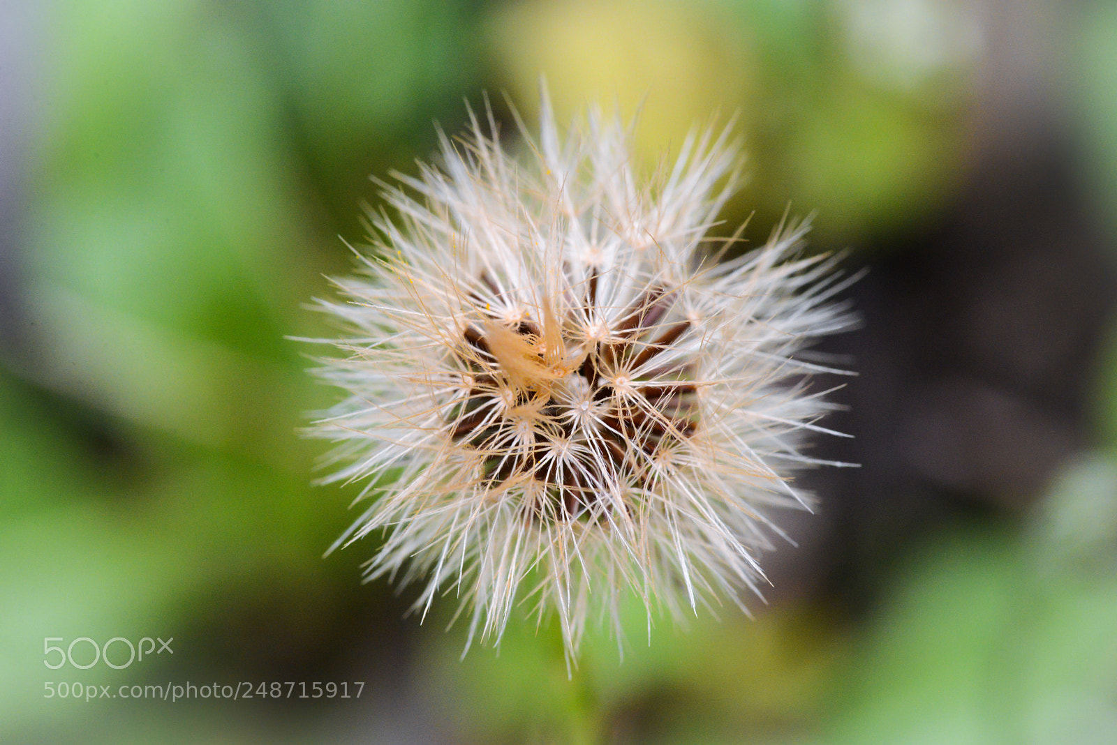 Nikon D600 sample photo. Fuzz photography