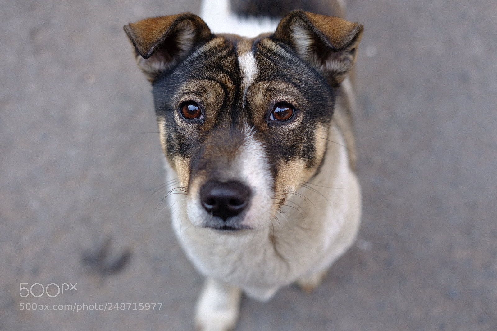 Fujifilm X-T20 sample photo. Sorrow dog photography
