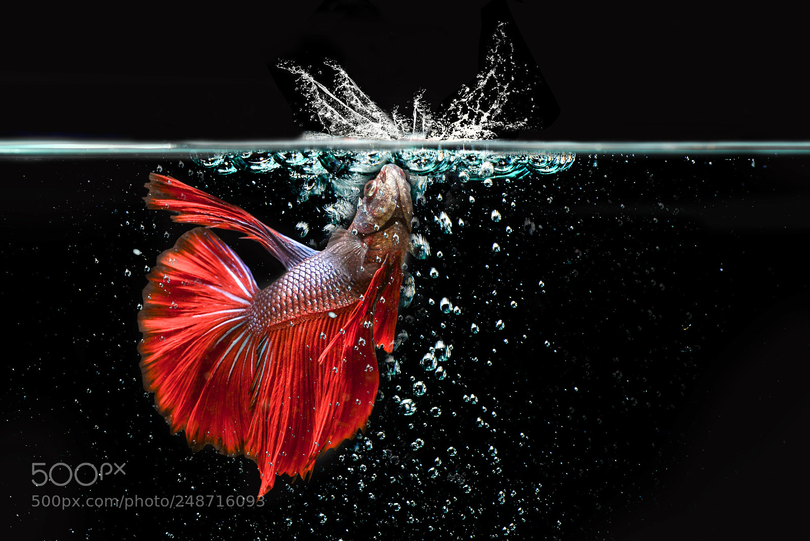 Nikon D600 sample photo. Beta fish, fighting fish photography