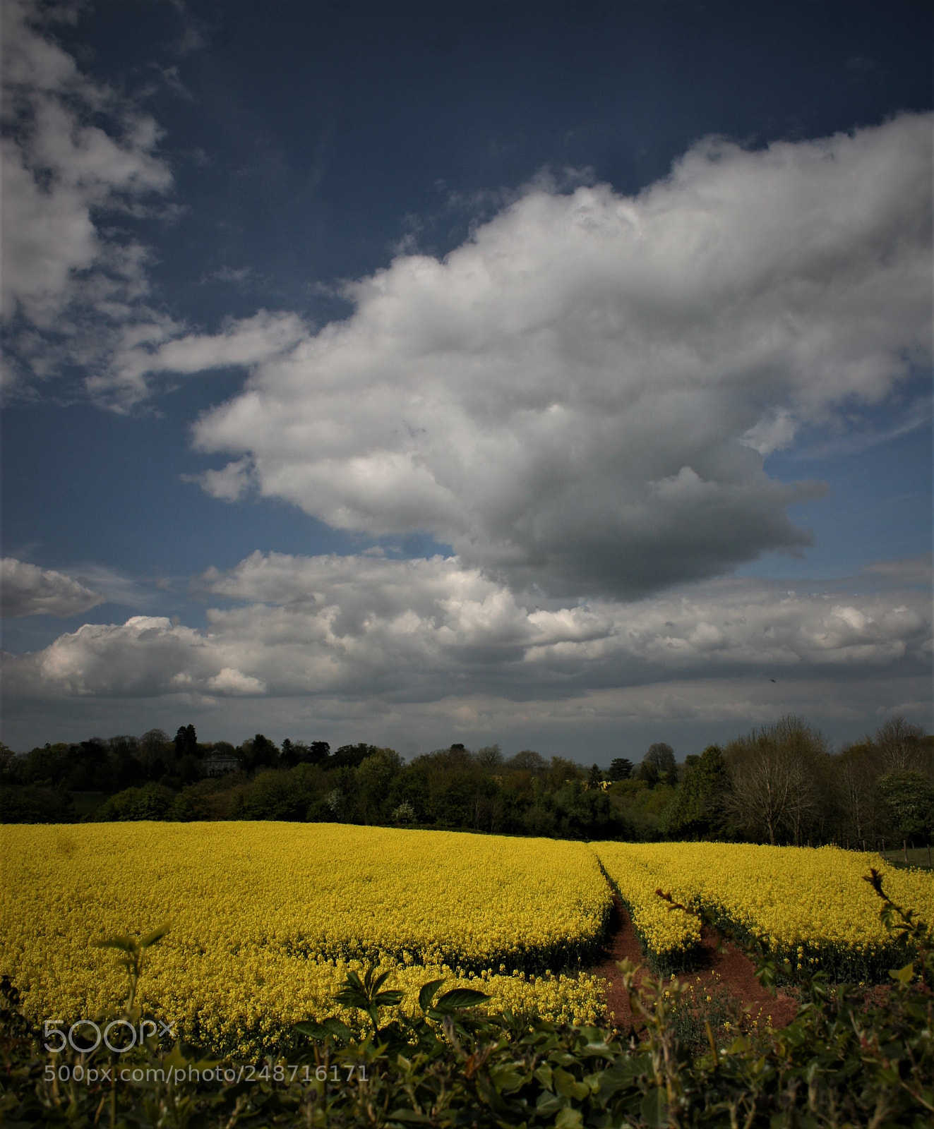 Canon EOS 20D sample photo. Rapeseed field near quatt photography