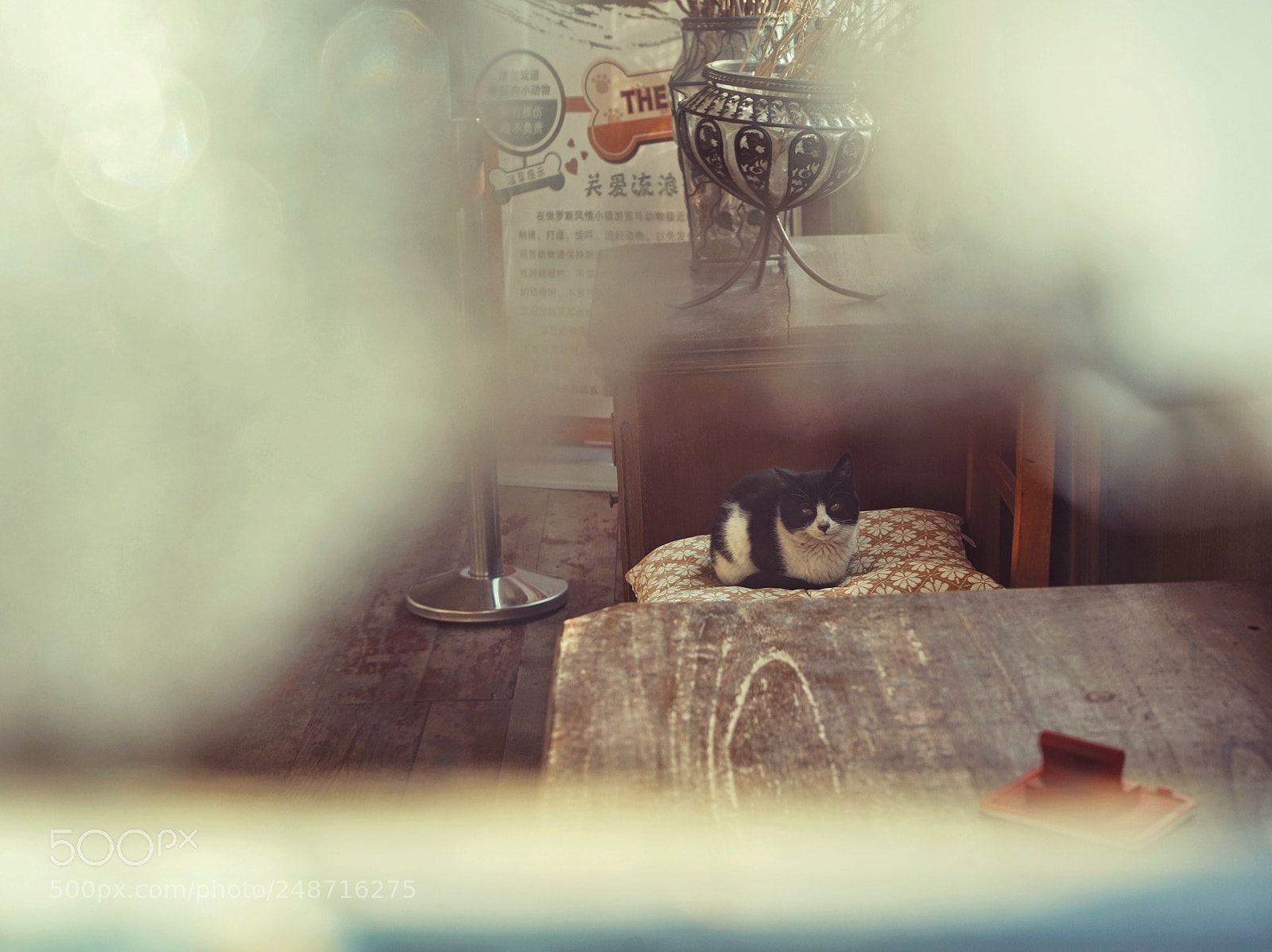 Sony a7R II sample photo. Cozy cat photography