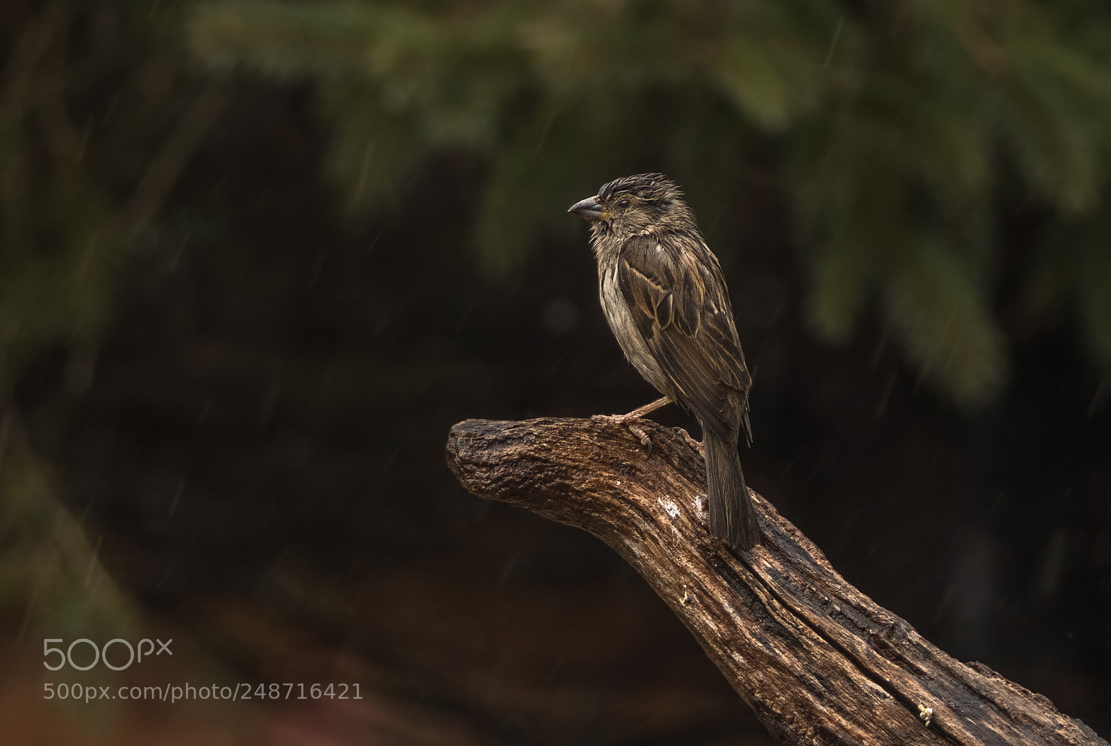 Nikon D500 sample photo. Soaking wet sparrow photography