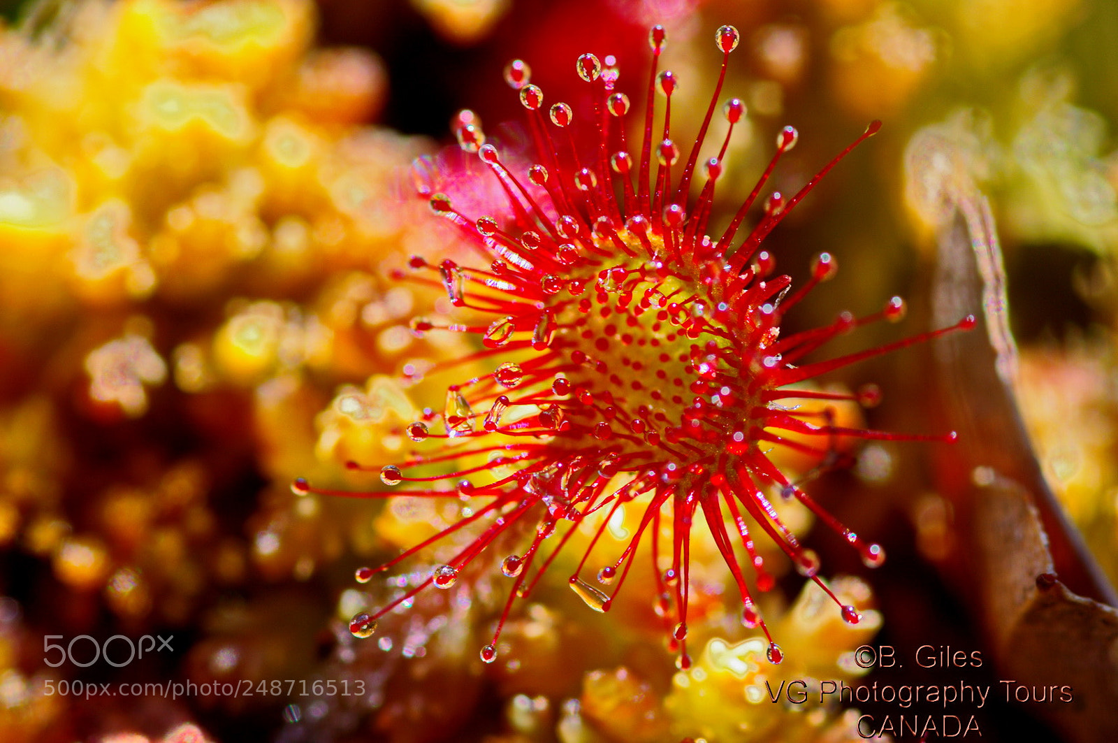 Pentax K-7 sample photo. Insectivorous plant photography