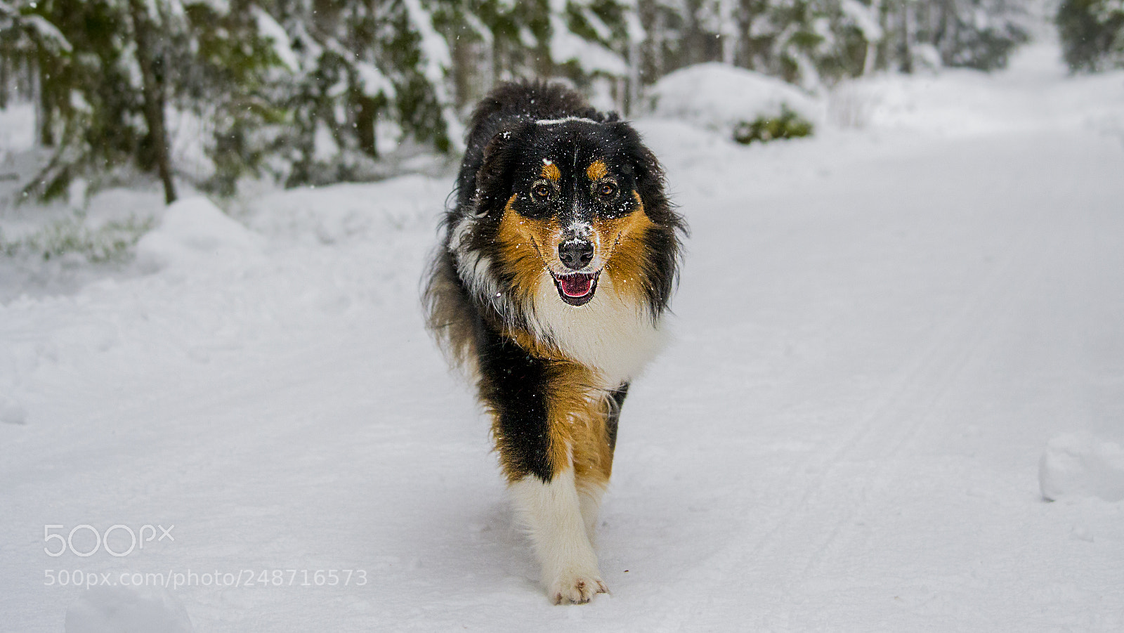 Nikon D3100 sample photo. Australian shepherd photography