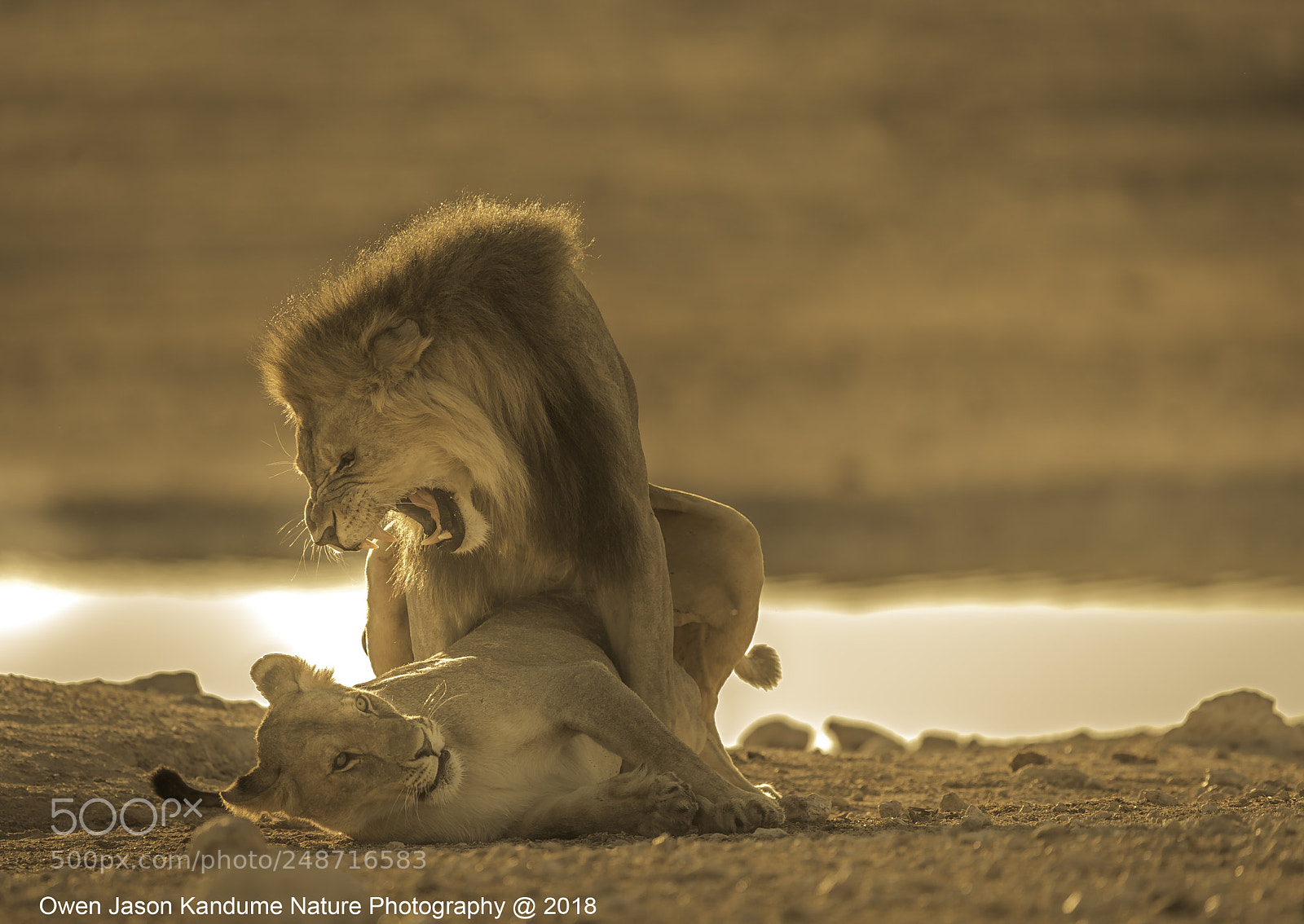 Canon EOS-1D X Mark II sample photo. Mating season photography