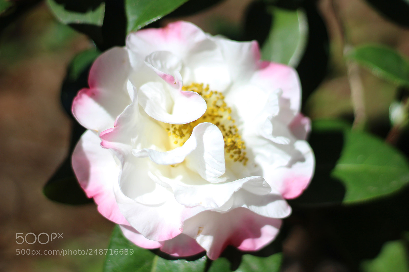 Canon EOS 100D (EOS Rebel SL1 / EOS Kiss X7) sample photo. Reticulate camellia photography