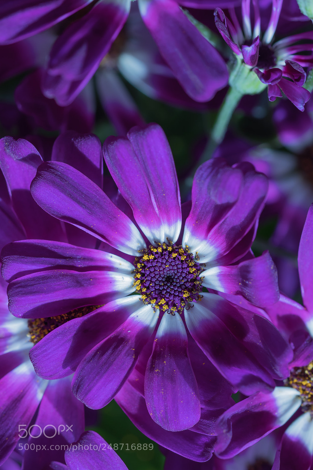 Canon EOS 77D (EOS 9000D / EOS 770D) sample photo. Purple flowers photography