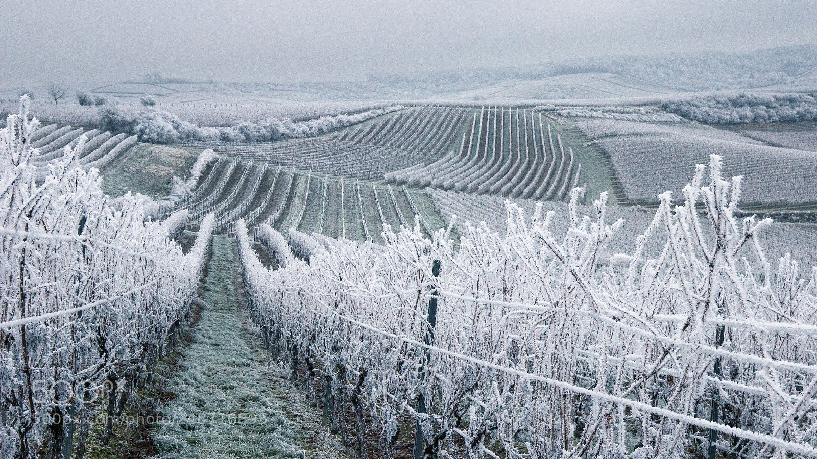 Canon EOS 600D (Rebel EOS T3i / EOS Kiss X5) sample photo. Vineyards welgesheim photography