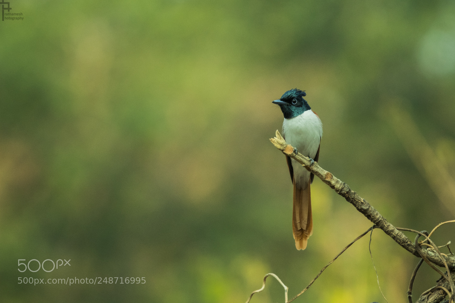 Canon EOS 1300D (EOS Rebel T6 / EOS Kiss X80) sample photo. Asian paradise flycatcher female photography