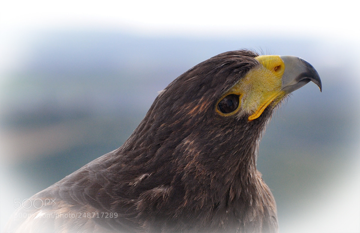 Nikon D90 sample photo. Eagle photography