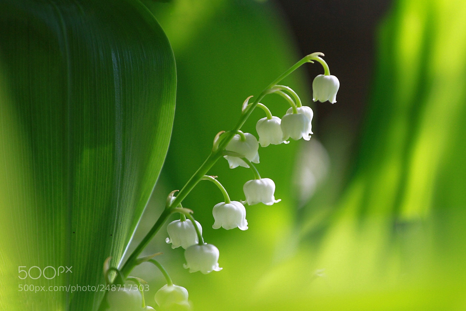 Canon EOS 7D sample photo. Spring green photography