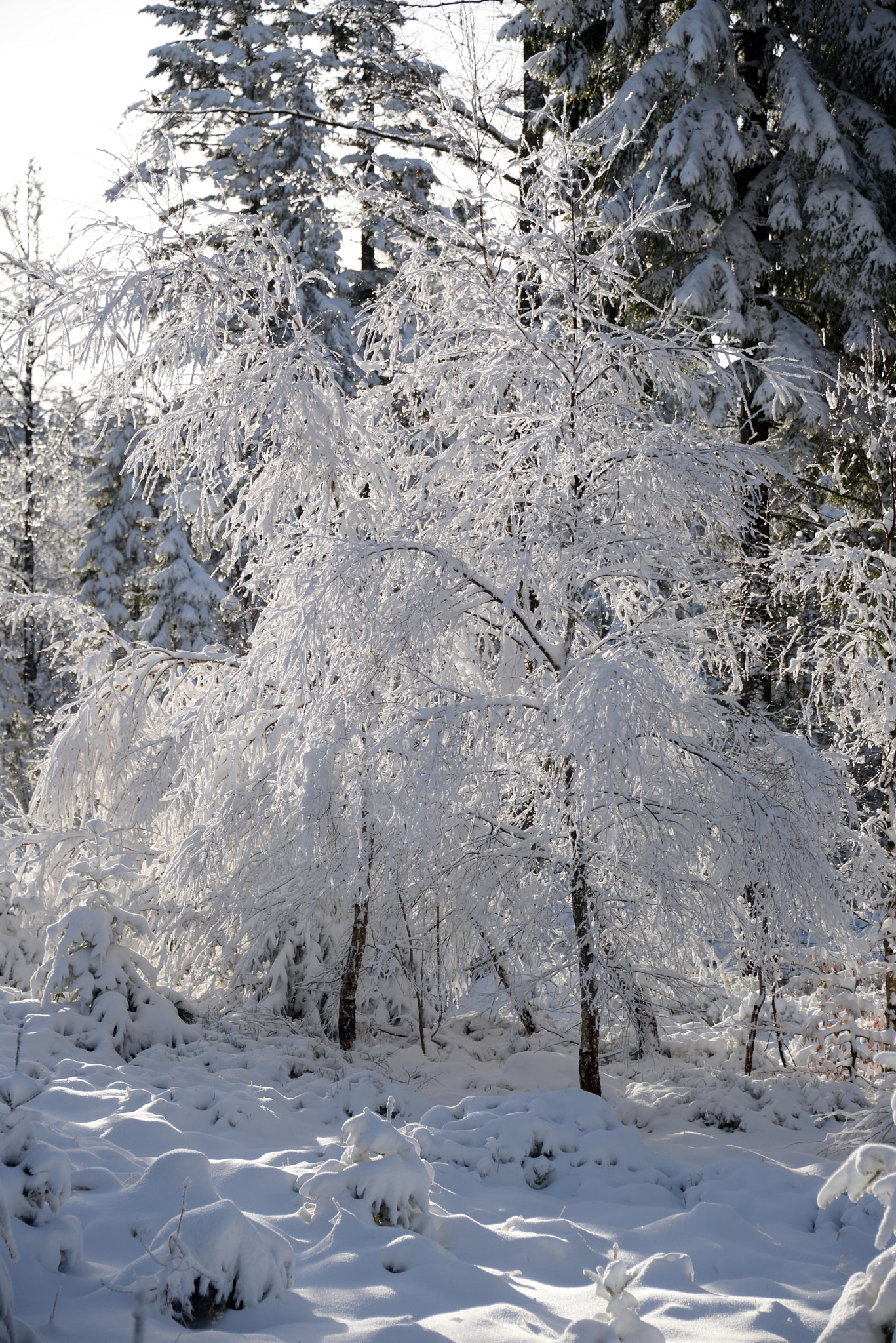 Nikon D610 sample photo. Lusen.bayerischer wald,baveria photography