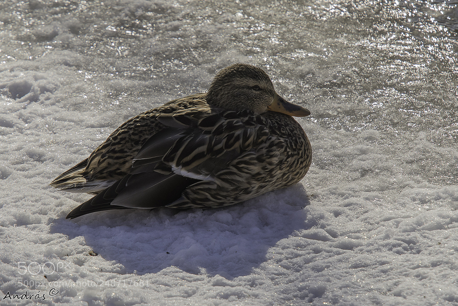 Canon EOS M5 sample photo. Wild duck photography