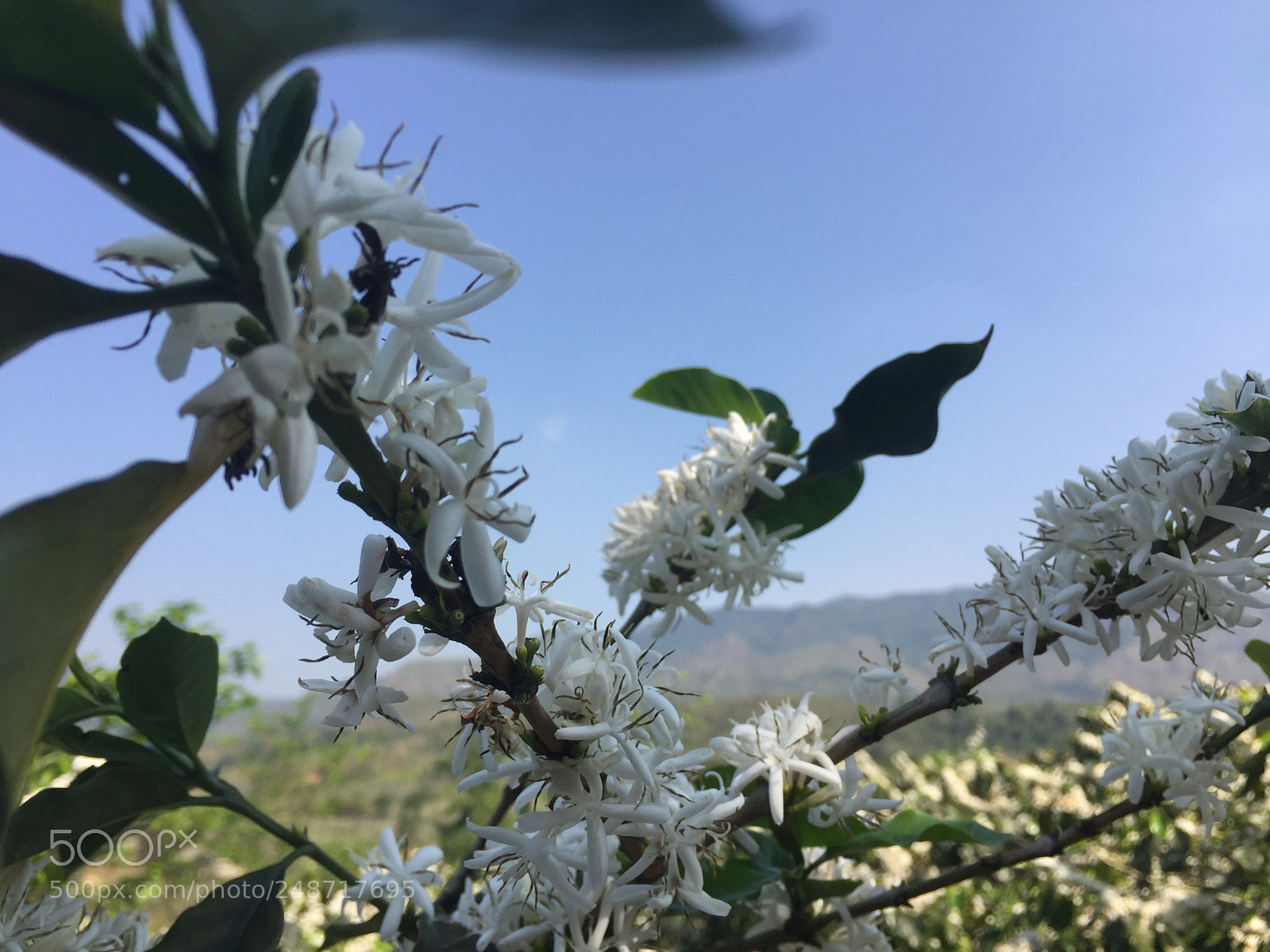 Apple iPhone 6 sample photo. Untitled photography