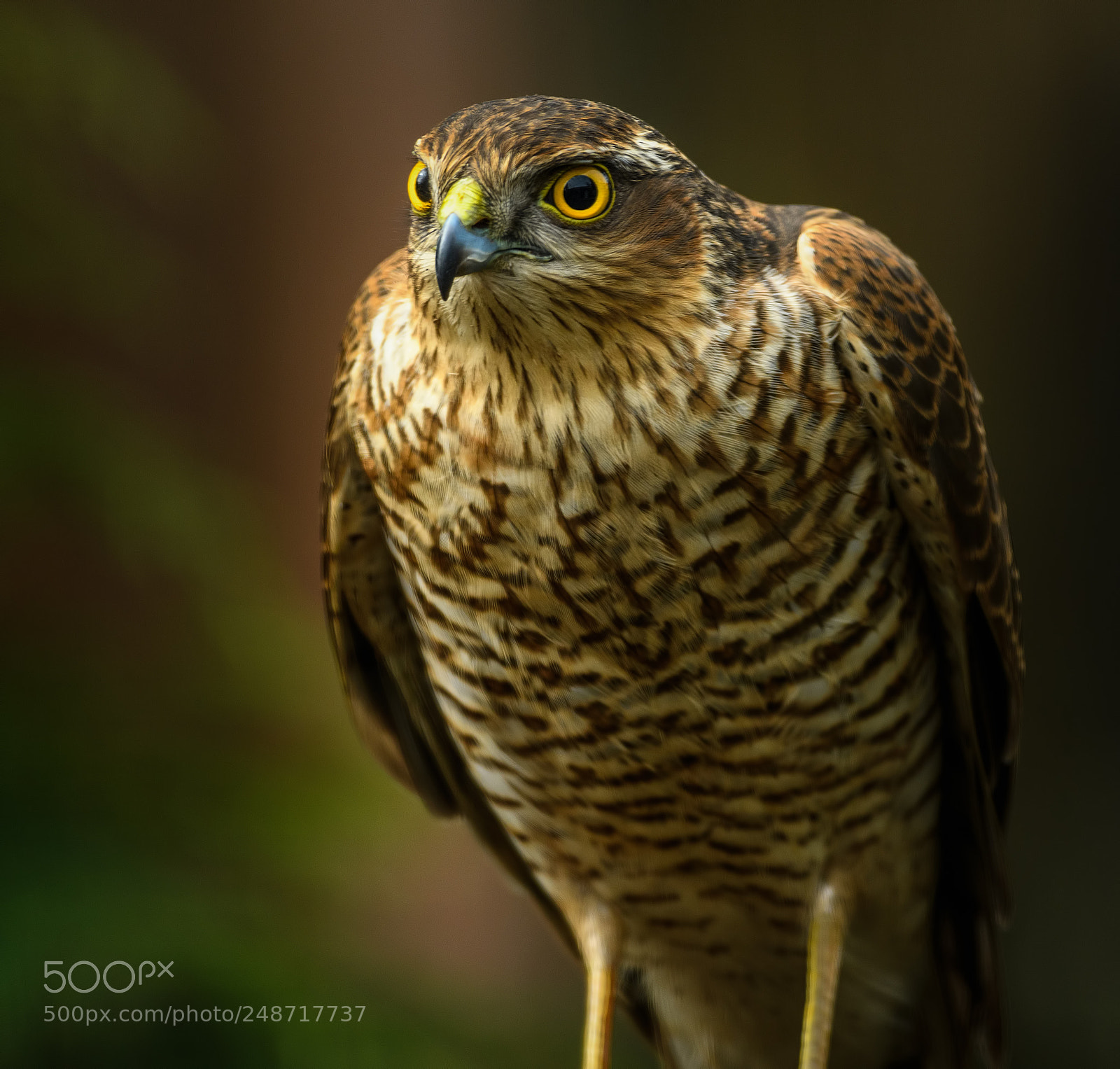Nikon D500 sample photo. Female sparrowhawk in my photography