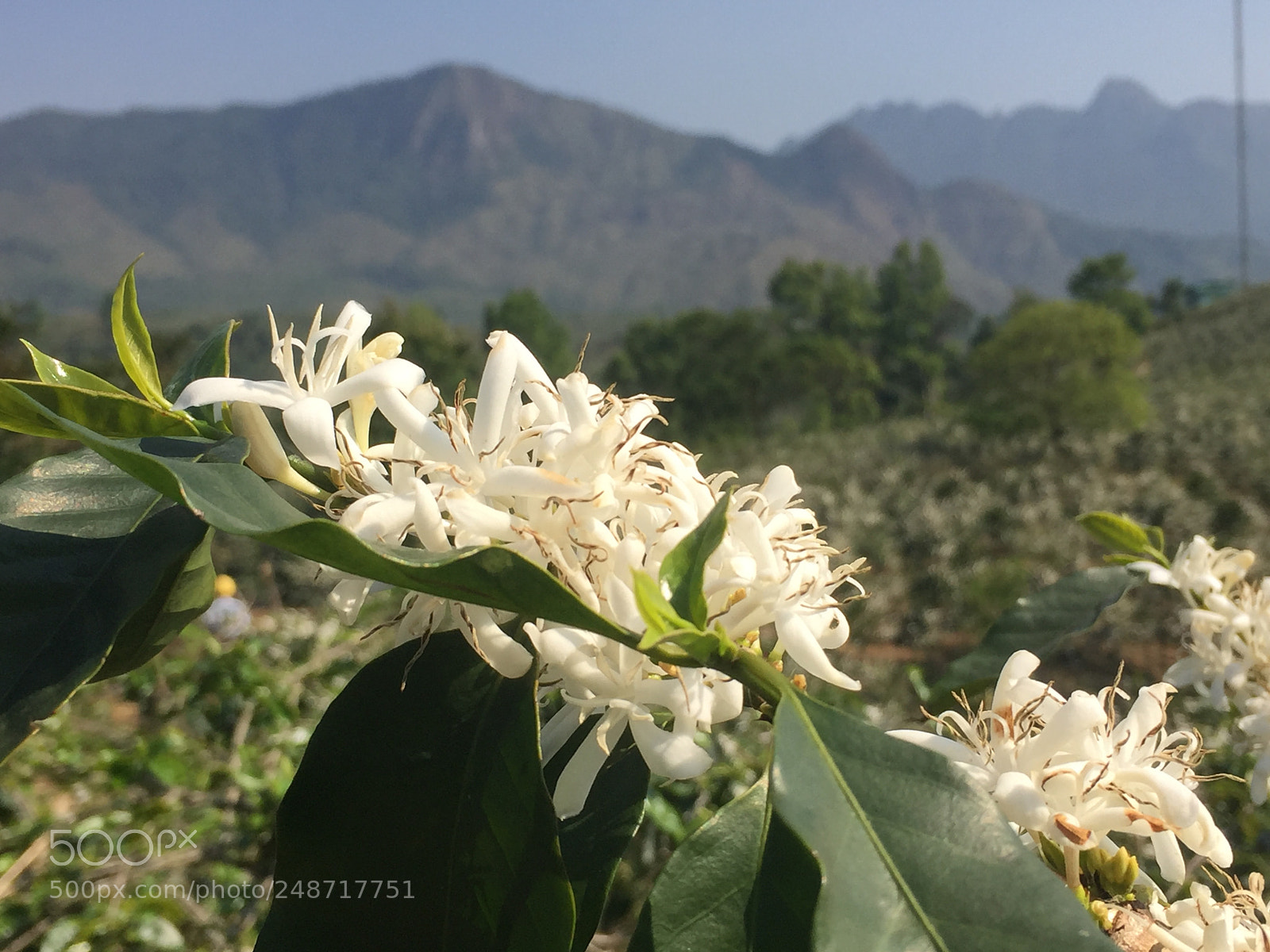 Apple iPhone 6 sample photo. Untitled photography