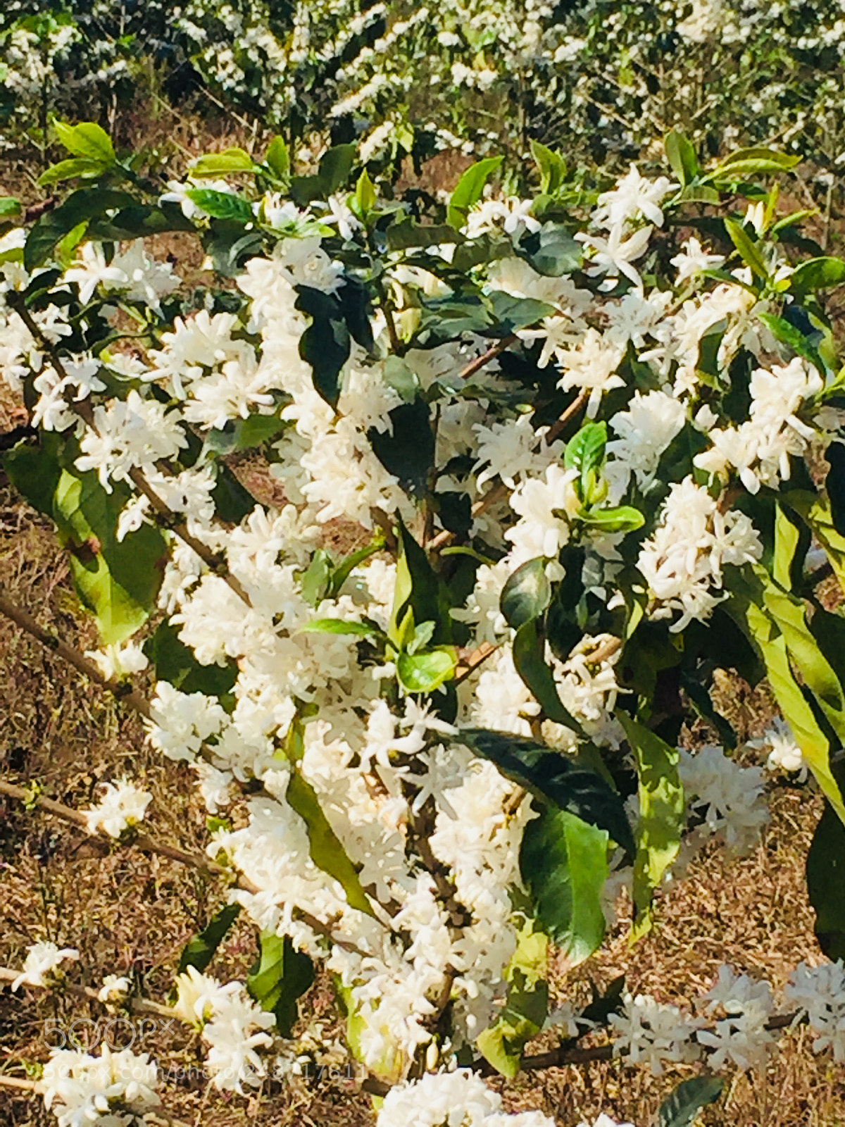 Apple iPhone 6 sample photo. Untitled photography