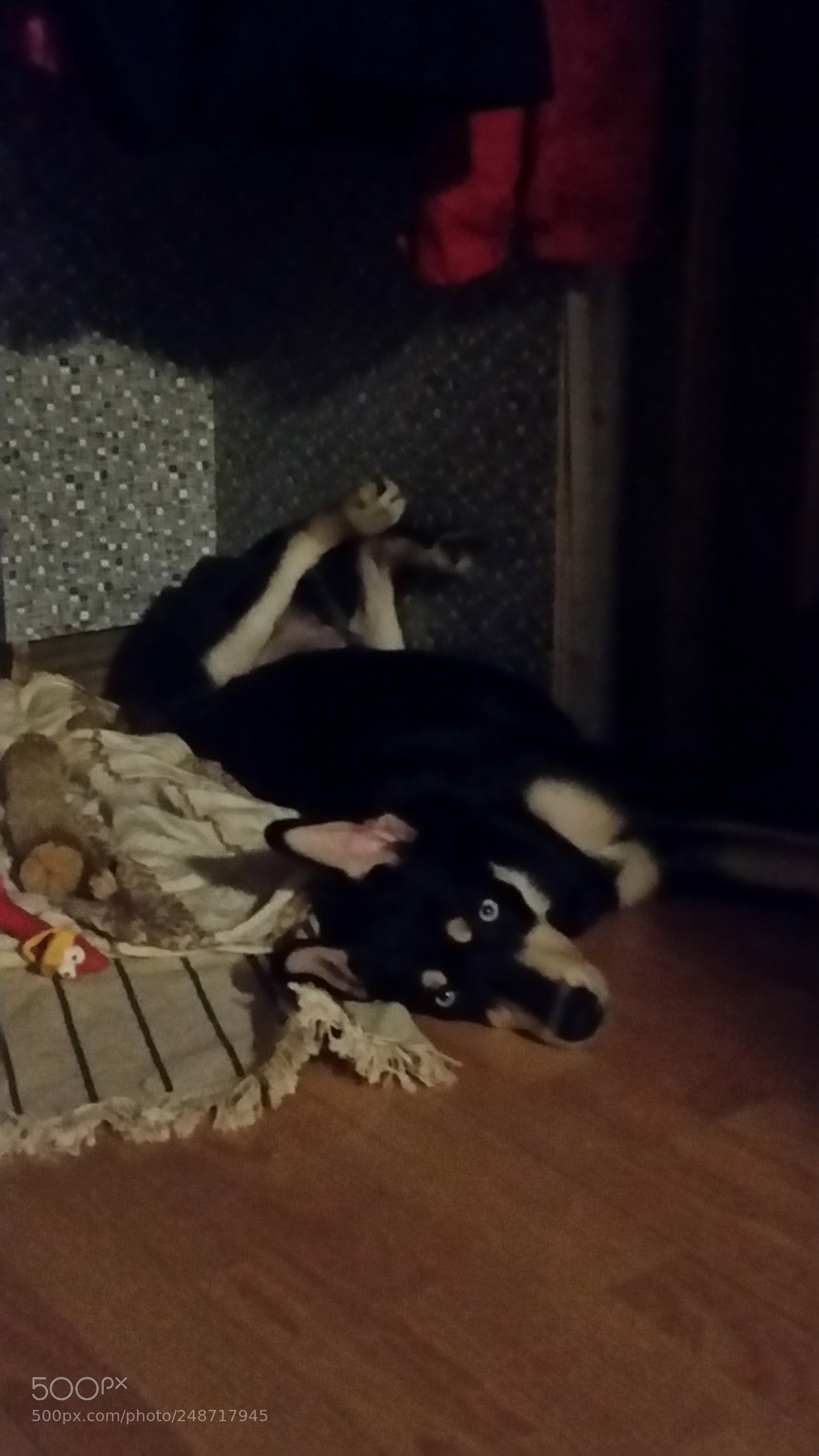 Samsung Galaxy S5 sample photo. My "husky" photography