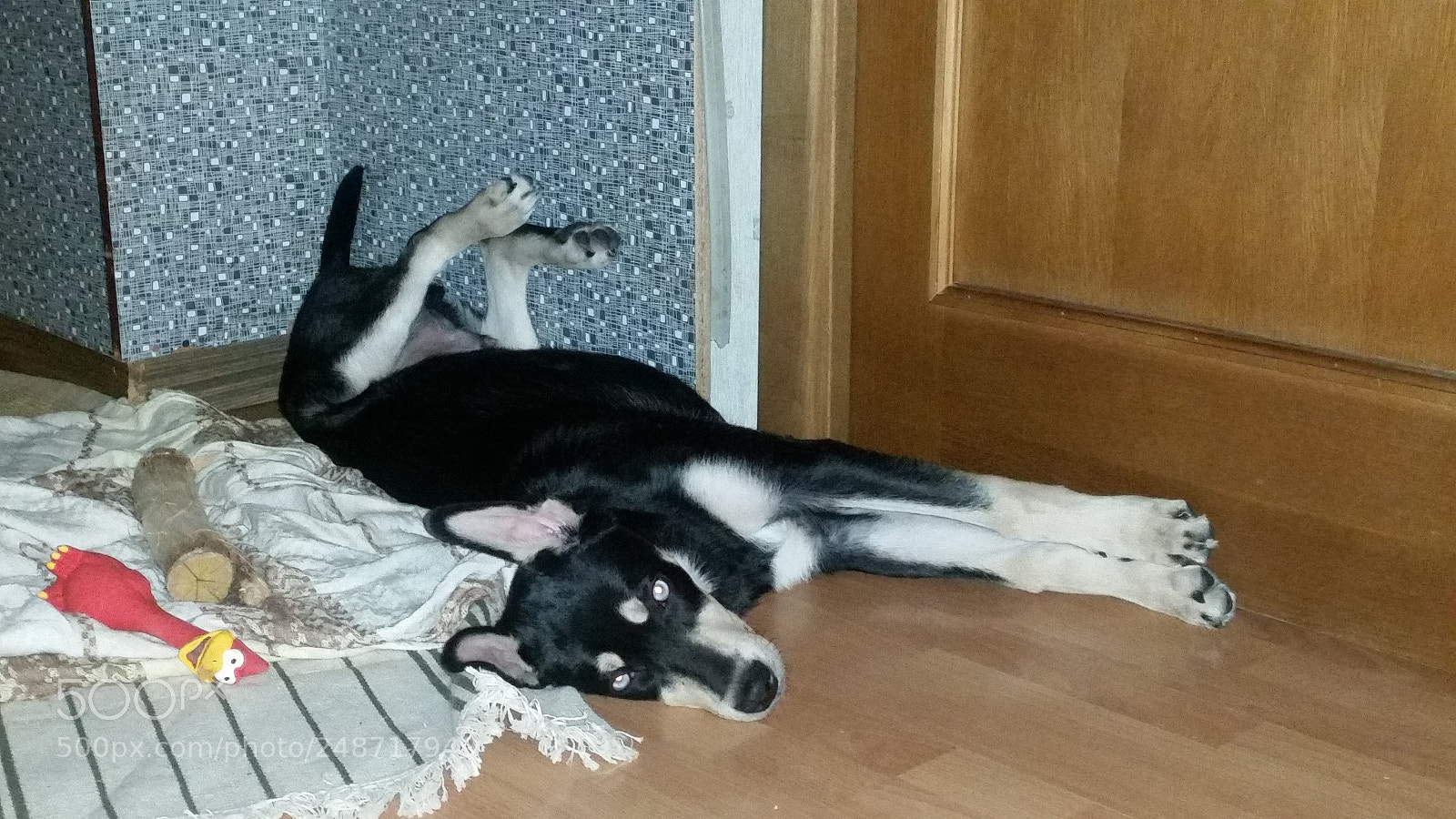 Samsung Galaxy S5 sample photo. My "husky" photography